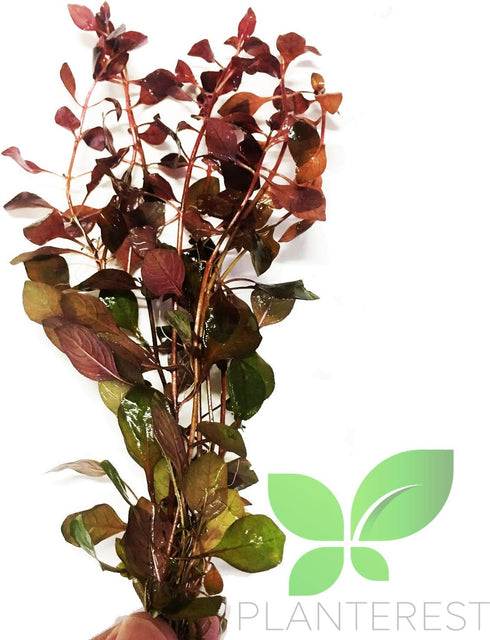 PLANTEREST BUY2GET1FREE Ludwigia Repens Rubin Super Red Ruby Bundle Live Aquarium Plant Stems Decorations