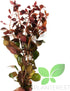 PLANTEREST BUY2GET1FREE Ludwigia Repens Rubin Super Red Ruby Bundle Live Aquarium Plant Stems Decorations