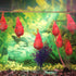 AQUANEAT Fish Tank Breeder, 2 pcs Small Mesh Net Fry Saver with Suction Cups