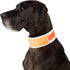 Hi-Vis Dog Cooling Collar, Orange Reflective Re-Freezable Ice Collar (X-Large)