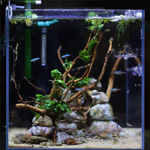 Acrylic Mini Clover Shaped Feeding Dish for Shrimp/Small Fish in Aquarium