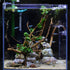 Acrylic Mini Clover Shaped Feeding Dish for Shrimp/Small Fish in Aquarium