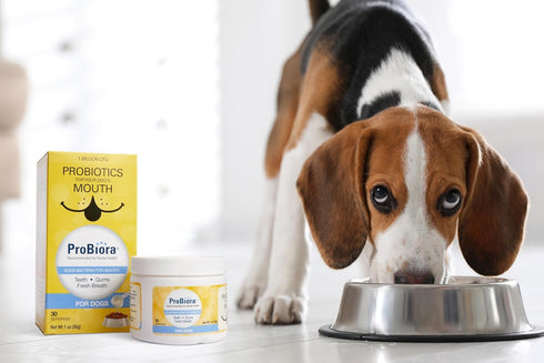 Probiora Dog Probiotic Supplement for Oral Care | 30 Servings Jar | Reduces Bad Breath & Supports Dental Health