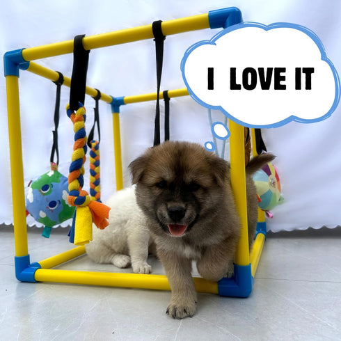 8 Dewonch Puppy Play Gym with Hanging Toys, Small Dogs Indoor Jungle Gym, PVC Frame with Bungee Straps Enrichment