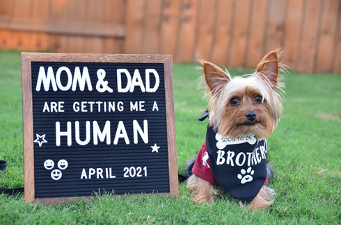 Big Brother Dog Bandana - Reversible Triangle Bibs Pet Scarf