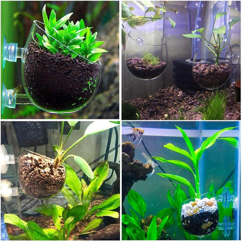 capetsma 2X Crystal Glass Aquatic Plant Pot with 4X Suction Cups, Red Shrimp Live Plants Holder for Aquarium