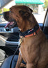 Boss Dog Tactical Collar - Medium, Black