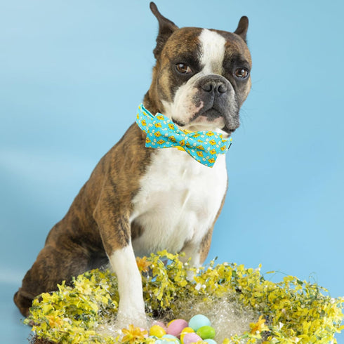Elegant Little Tail Easter Day Dog Collar with Bow, Chicken Eggs Print, Adjustable for Small Dogs