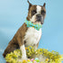 Elegant Little Tail Easter Day Dog Collar with Bow, Chicken Eggs Print, Adjustable for Small Dogs