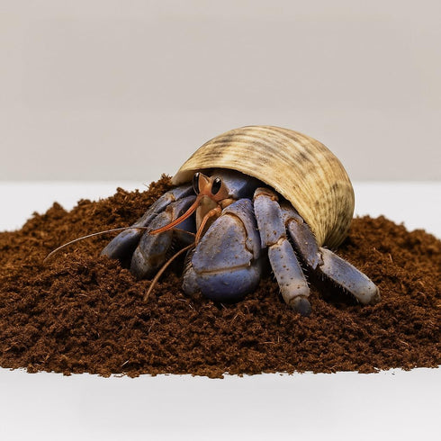 HEYPOMAX Hermit Crab Bedding with Humid Coconut Soil 100% Natural, Soft & Safe,