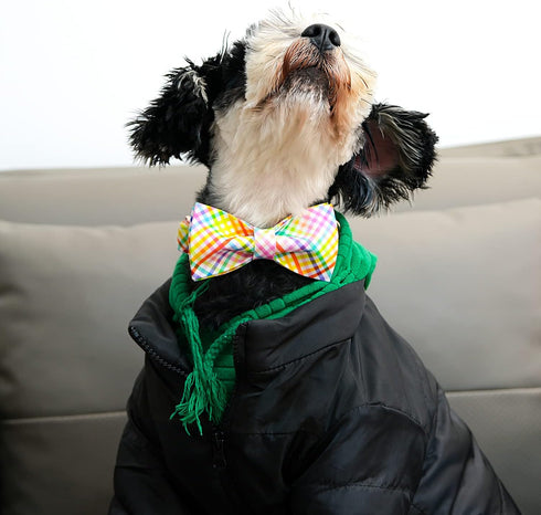 Lionet Paws Easter Dog Collar with Bowtie, Colorful Cute Cotton Bowtie Dog Collar with Metal Buckle for Medium Dogs