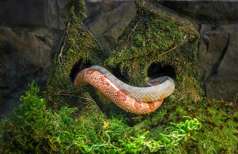 Galápagos Sheets of Real Moss, 8-Quart, Natural Green, Model 05248