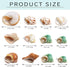 Hermit Crab Shells Medium and Large, 12PCS Growth Turbo Seashells for Small Medium and Large Crabs.