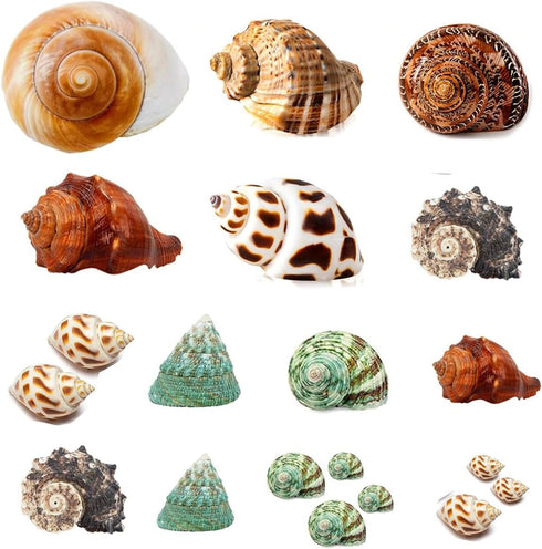 Hermit Crab Shells 21 PCS Assorted Natural Sea Conch: Growth Turbo Shells for Small to Medium and Large Crabs