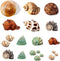 Hermit Crab Shells 21 PCS Assorted Natural Sea Conch: Growth Turbo Shells for Small to Medium and Large Crabs