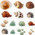 Hermit Crab Shells 21 PCS Assorted Natural Sea Conch: Growth Turbo Shells for Small to Medium and Large Crabs