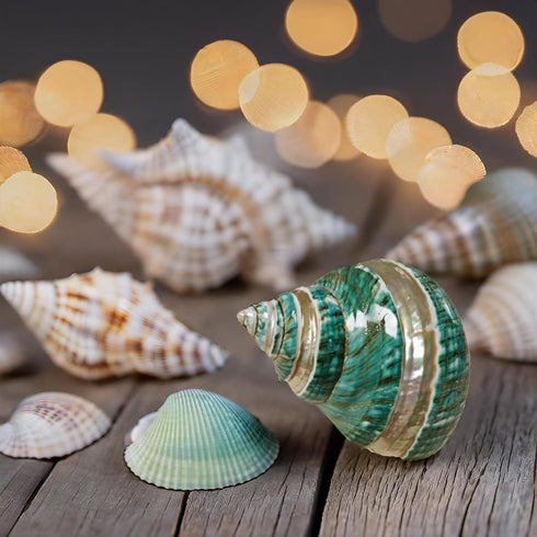 1PC Shell(3.1Inch ~4Inch),Used (1PC) Natural Large Hermit Crab Shells Turbo Shells Jade Green Banded Turbo as Hermit
