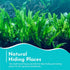 Live Plants for Fish Tank - Java Fern Mat with Coconut Coir, Microsorum Pteropus - Ideal Live Plants for Beta Fish Tank