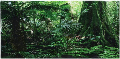 Reptile Poster, PVC Adhesive Trees Jungle Pattern Fish Terrarium Background Poster Reptile Decoration(122 * 46cm)
