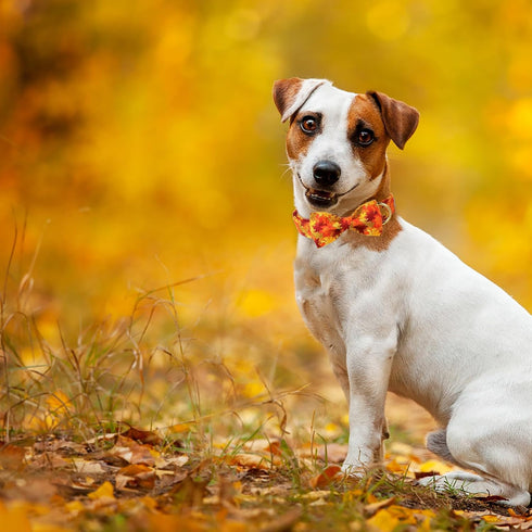 Fall Dog Bow Tie Collar - Adjustable Thanksgiving Cotton Collars with Gold Metal Buckle for X-Large Dogs