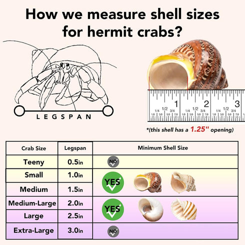 4 Set (2.5"-4" 1"-1.5" Shell Hermit Crab Assorted for Medium to Large Hermit Crabs Size / Opening)