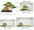 10 Azil Aquascape Bonsai Driftwood Tree Premium Natural Aquarium Decor for Fish Tanks, Freshwater Aquariums, Hardscape