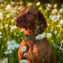 Didog Soft Padded Leather Dog Collar - Breathable Heavy Duty with Adjustable Rust-Proof Metal Buckle for Small Medium