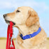 TwoEar Heavy Duty Dog Collar, Reflective Adjustable Nylon Pet Collar for Medium Breeds, Blue