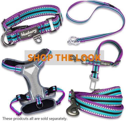 Blueberry Pet 3M Reflective Multi-Colored Stripe Martingale Dog Collar, Small, Violet and River Blue, Heavy Duty