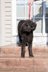 The Jenny Dog Leash for Blind, Elderly, Disabled Pets - Total Control for MED & Large Dogs