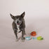 FRINGE STUDIO Pet Toy Set, Small Dog Toy Cocktails, 3 Pieces (289412)