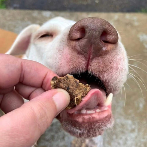 Beef Dog Treats Made in USA, All Natural Meaty Beef Tips, 8 Ounces - Crunchy Grain Free Training Treat