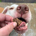 Beef Dog Treats Made in USA, All Natural Meaty Beef Tips, 8 Ounces - Crunchy Grain Free Training Treat