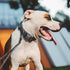 EXCELLENT ELITE SPANKER Puppy Dog Collar - Soft Padded Nylon Adjustable Collar for Small Dogs