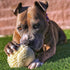 Barkbox Super Chewer Tough Dog Chew Toys for Aggressive Chewers, Plush 2 Toys in 1 (Potato - Small)