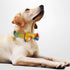KUDES Adjustable Dog Collars with Bow Tie and Bells Charm for Small/Medium/Large Dogs and Cats (Rainbow, L(14"-22"))