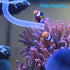 Aquarium Coral Feeder, Manual Cleaner Tool for Fish Tank Cleaning, Siphon Dropper Waste Remover