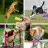 Dog Whistle 2PACK - Ultrasonic Silent Dog Whistle to Stop Neighbor's Barking, Professional Recall Training with Lanyard