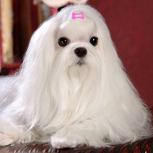 PET SHOW 50Pcs/25Pairs Hair Clips for Small Dogs, Cute 1 Inch Puppy Barrettes, Mini Bone Shaped Snap Hair Bows
