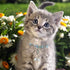4 Sets Cat Bell for Dog Collar - Charm Training Pet Pendant Accessories with 2 Pack Stainless Steel Dog Tag Clips