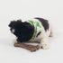 SPOT Bam-Bones Wishbone Dog Chew - Durable Bamboo Fiber Toy for Light to Moderate Chewers, 5.25in, Bacon Flavor