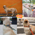 LaRoo Waterproof Dog Collar, Heavy Duty PVC Pet Collars for Training, Cool Design for Outdoor Playing