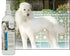 UltraCruz Canine Detangler Spray for Dogs, 16 oz - sc-395321