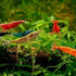 10 Pack Assorted Neocaridina davidi Shrimp - - Live Beautiful Freshwater Aquarium Shrimp