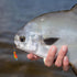 Pompano Rigs for Surf Fishing, Pre-Rigged Fishing Rigs with Floats Beads Double Circle Hook Tackle 12/15PCS