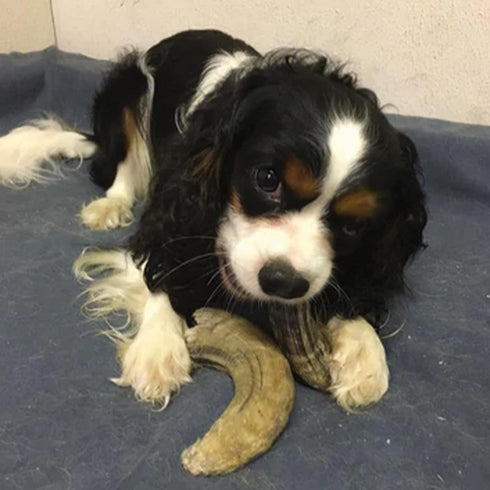 Icelandic+ Lamb Horn with Marrow - Small 4-5.5" Dog Chew, All-Natural Edible Treat for Puppies and Small Dogs