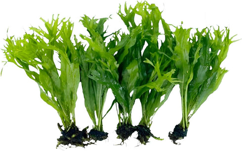 Generic 5X Java Fern Windelove Microsorum Pteropus Looses Aquarium Live Plant for Fish