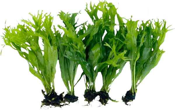 Generic 5X Java Fern Windelove Microsorum Pteropus Looses Aquarium Live Plant for Fish