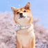 Beirui Cute Spring Dog Collar - Lightweight Soft Girl Dog Collar with Flower, Adjustable Floral Pet Collar for Small