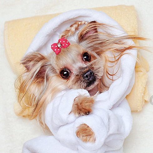 PET SHOW 50pcs Small Dog Hair Bows with Rubber Bands for Grooming Costumes